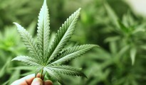 marijuana-leaf1
