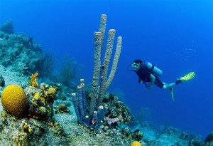 scuba_diving_coral