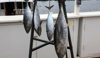 The skipjack tuna, Katsuwonus pelamis, is a medium-sized percifo