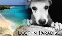 Lost-in-Paradise-dogs