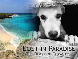 Lost-in-Paradise-dogs