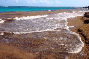 sargassum-seaweed